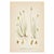 Three original botanical plates from C. A. M. Lindman’s Bilder ur Nordens Flora, illustrating Nordic Carex (sedge) species.
