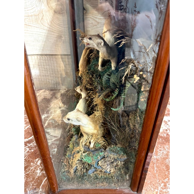 Victorian Taxidermy Diorama of Five Weasels in Diorama Case, circa 1880 For Sale - Image 16 of 18