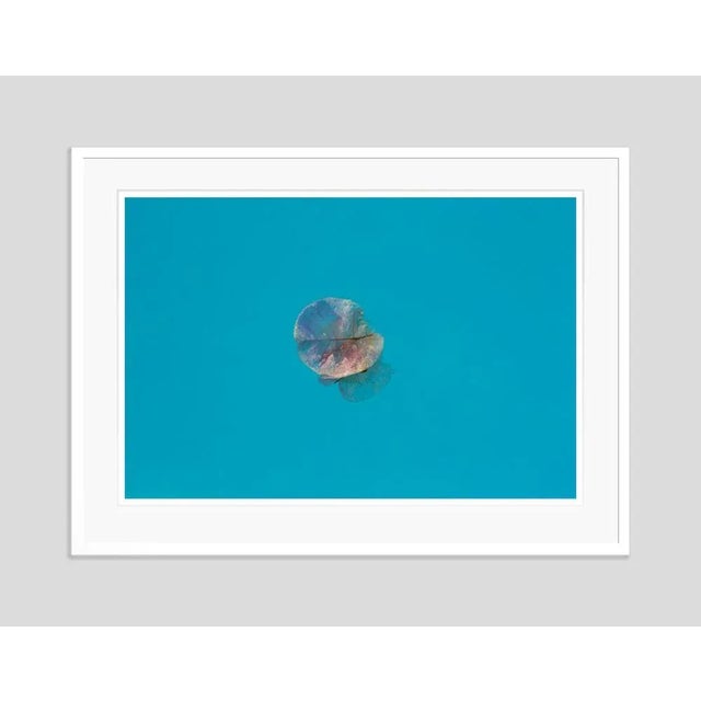 Istan Petal' by Stuart Möller A Bougenvillia petal floats on the surface of a swimming pool. Photo Stuart Christian...