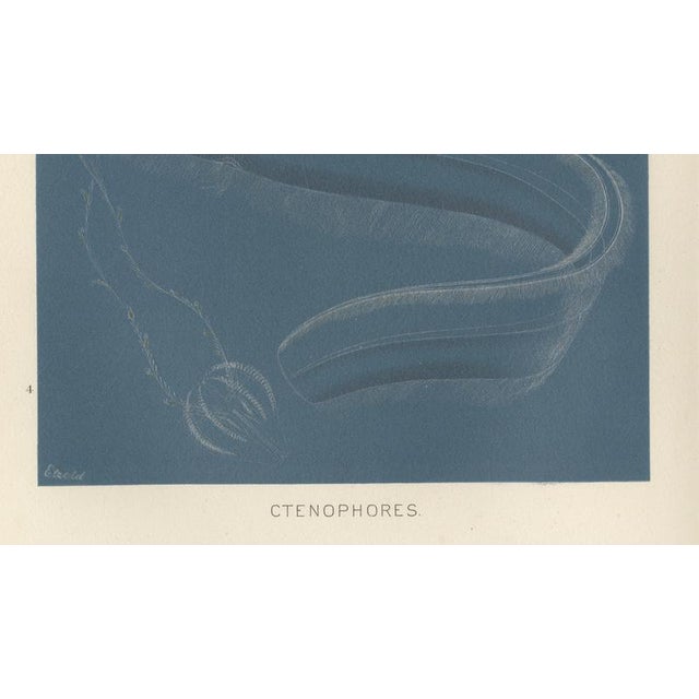Richard Lydekker, Ctenophores (Comb Jellies) Marine Invertebrates, 1896, Color Process Print For Sale - Image 6 of 9