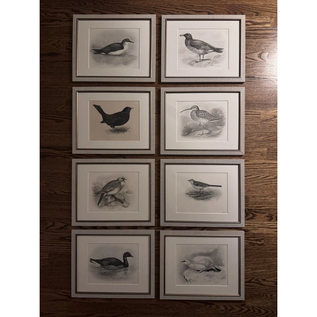 Early 1900's Antique Bird Etchings by Lillian Medland (British, 1880-1955) - Set of 8 Framed and matted in contemporary...