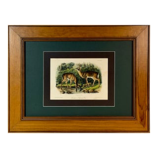 1854 Audubon Common American Deer Hand-Colored Lithograph | Framed and Archivally Matted For Sale