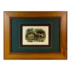 1854 Audubon Common American Deer Hand-Colored Lithograph | Framed and Archivally Matted