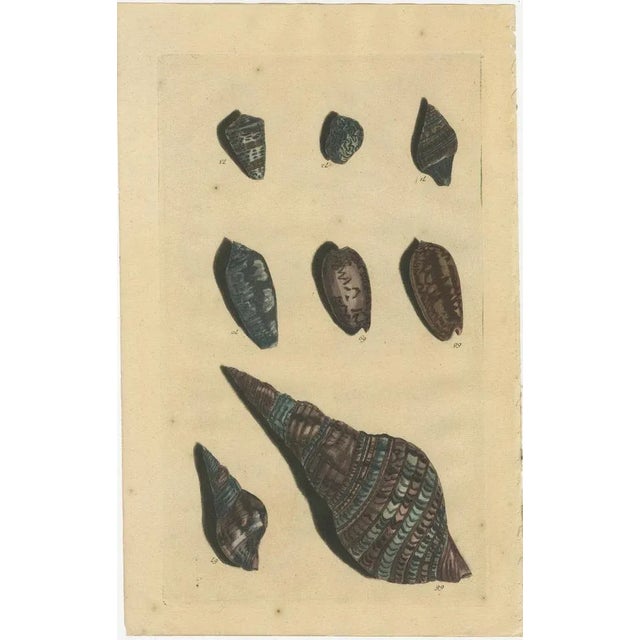 Early 18th Century Various Sea Shells and Molluscs, 1726, Paper, Set of 4 For Sale - Image 5 of 6