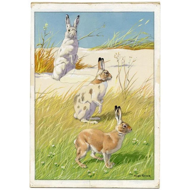 An original mid-20th-century gouache painting, William Neave Parker, Snowshoe Hare from 'Wonderful World of Nature'.An...