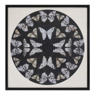 Framed Butterfly Print 25"SQ For Sale