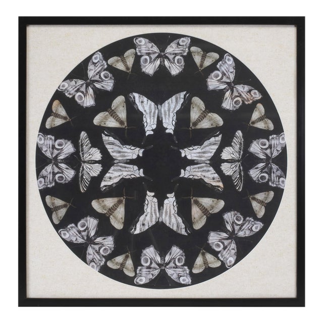 Framed Butterfly Print 25"SQ For Sale