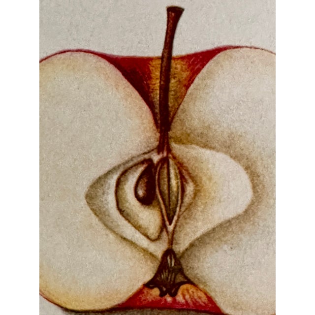 Original Antique 1903 Usda York Imperial Apple Chromolithograph | Lyons Ltd. Provenance | Armand Lee Custom Framing | Bertha Heiges For Sale - Image 14 of 16