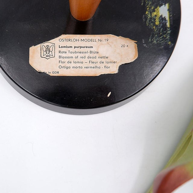 Vintage German Botanical Model of the Lamium Purpureum Flower, 1930s For Sale - Image 11 of 12