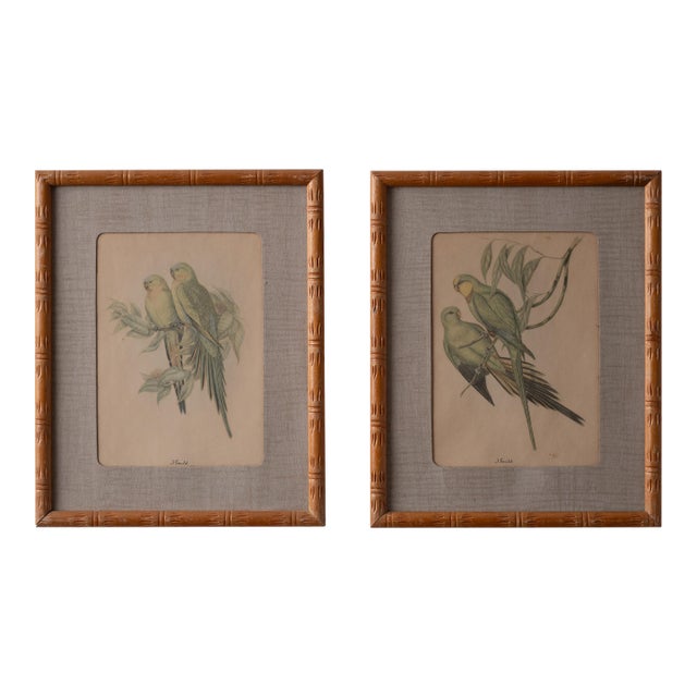 Pair of Gould Parrot Prints, 1940s For Sale