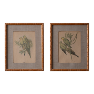 Pair of Gould Parrot Prints, 1940s