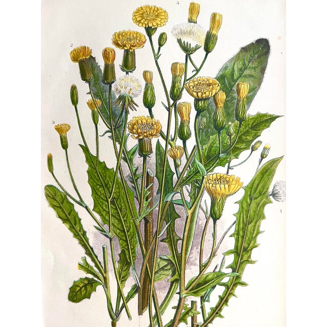 Antique Floral Botanical Hand Colored Lithograph Print 1860 For Sale - Image 4 of 5