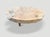2010s Andrianna Shamaris Impressive Organic Round Teak Wood Coffee Table For Sale - Image 5 of 18