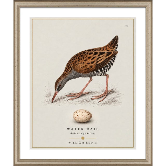 Robin's Egg Blue William Lewin 1789 Waterbirds Fine Art Gallery Board Print - The Water Rail For Sale - Image 8 of 14