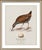 Robin's Egg Blue William Lewin 1789 Waterbirds Fine Art Gallery Board Print - The Water Rail For Sale - Image 8 of 14