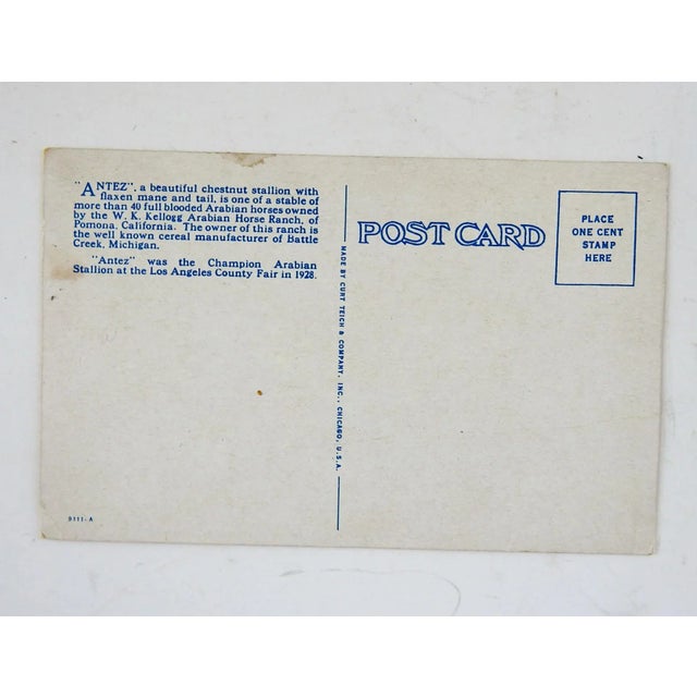 Vintage circa 1920's postcard print. Titled "Antez, Golden Chestnut Arabian Stallion" from the W. K. Kellogg Arabian Horse...
