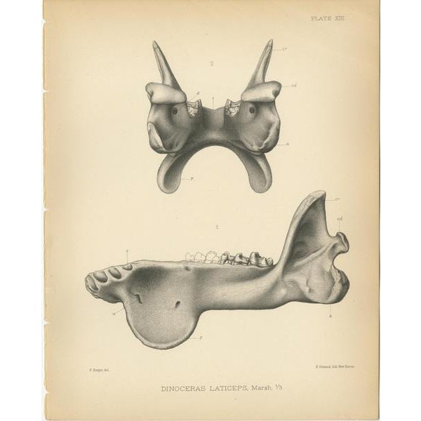 Marsh, Dinoceras Laticeps, 1886, Prints, Set of 2 For Sale - Image 3 of 5