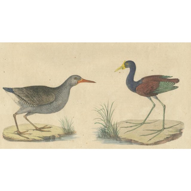 Brodtmann, Shorebirds, Jacana & Water Rail Pair, Hand-Colored Lithographs, 1816, Set of 2 For Sale - Image 4 of 12