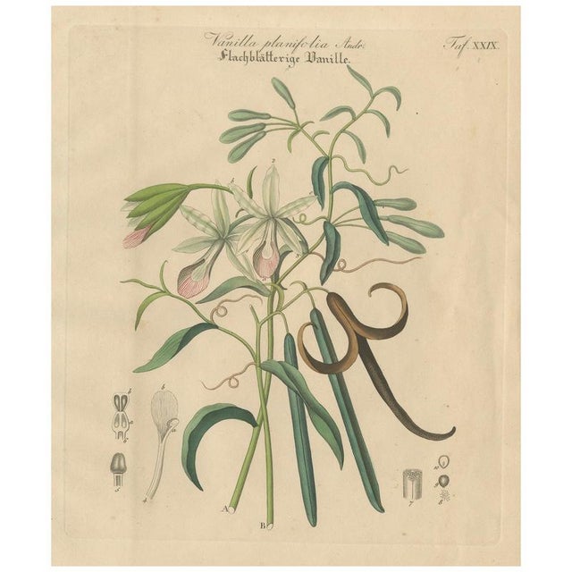 Vanilla Planifolia, 1800s, Paper For Sale - Image 10 of 10