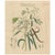 Vanilla Planifolia, 1800s, Paper For Sale - Image 10 of 10