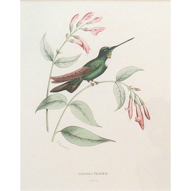 Early 21st Century Set of 6 French Hummingbird Prints by Louis Bevalet Framed For Sale - Image 5 of 8