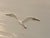 Metal Vintage Lee Reynolds Vanguard Studios Seascape Oil Painting – Mid-Century Modern Coastal Seagulls Over Water, Large Framed Artwork For Sale - Image 7 of 9