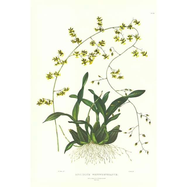 Large 1973 Orchid Flower Lithograph "Oncidium Wentworthianum" (Earl Fitzwilliam's Oncidium" After James Bateman For Sale