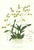 Large 1973 Orchid Flower Lithograph "Oncidium Wentworthianum" (Earl Fitzwilliam's Oncidium" After James Bateman For Sale