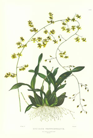 Large 1973 Orchid Flower Lithograph "Oncidium Wentworthianum" (Earl Fitzwilliam's Oncidium" After James Bateman