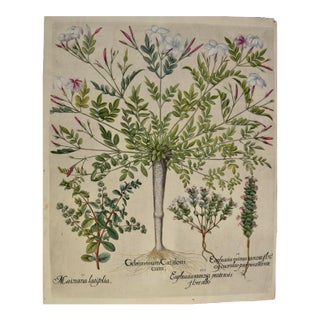 Flowering Jasmine and Laurel Plants: A Besler Hand-Colored Botanical Engraving, 1713 For Sale