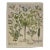 Flowering Jasmine and Laurel Plants: A Besler Hand-Colored Botanical Engraving, 1713 For Sale