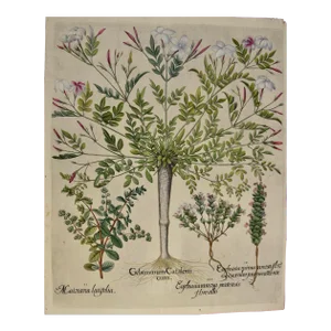 Flowering Jasmine and Laurel Plants: A Besler Hand-Colored Botanical Engraving, 1713