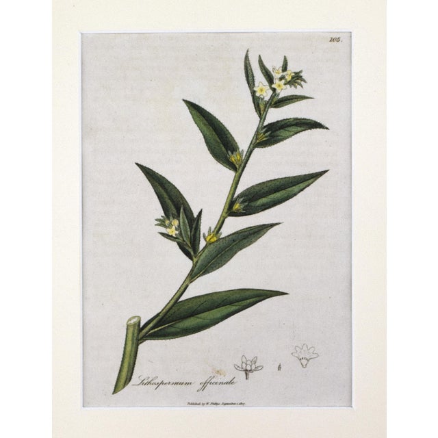 English Early 19th Century English Hand Colored Floral Botanical Engraving by William Woodville For Sale - Image 3 of 5