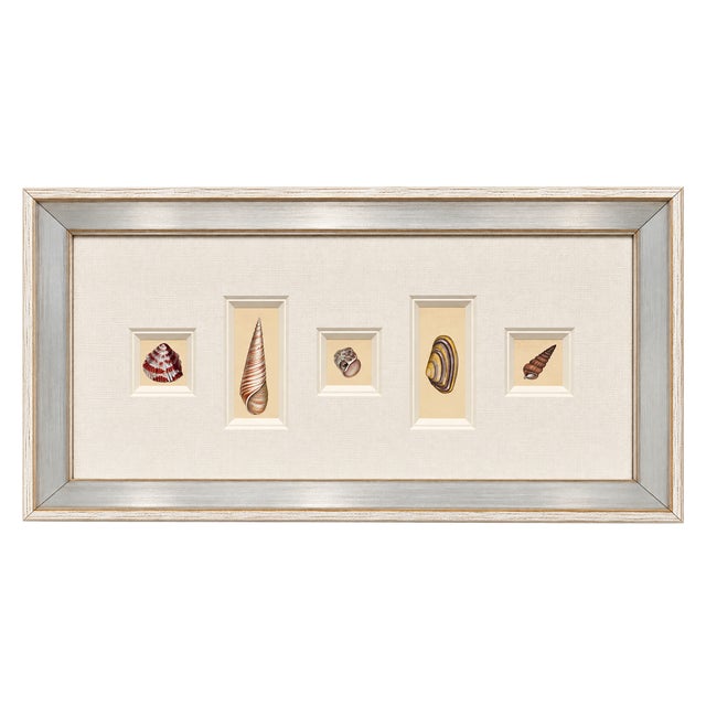 Antique Coastal Seashell Prints | Custom Framed Museum Glass | by Donovan, Circa 1804 For Sale