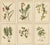 Gold Meehan, Native US Flora, Original Chromolithographs, 1879, Set of 6 For Sale - Image 8 of 8