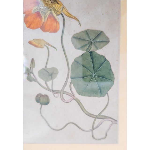 18th Century German Hand Colored Botanical Copper Engraving Print of Nasturtium For Sale - Image 9 of 12