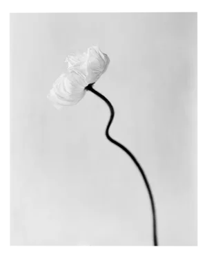 Ugne Pouwell, Poppy Bloom, 2024, Photography