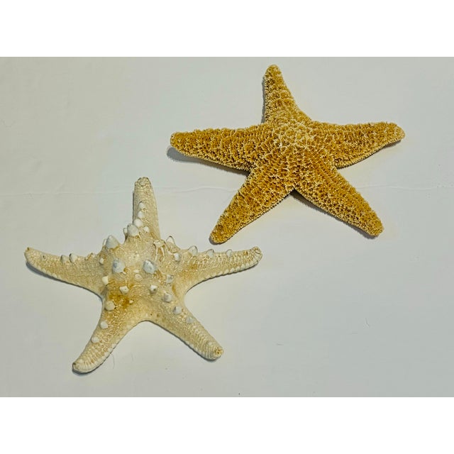 Contemporary Vintage Natural Starfish Specimens -2 For Sale - Image 3 of 6