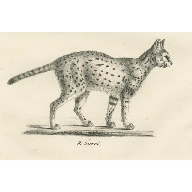 Mid 19th Century C.C. G. Zool, Gentle Cat and the Serval in Poses, 1836, Print For Sale - Image 5 of 11
