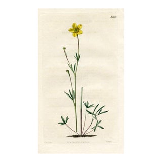 1823, Buttercup Botanical Print, Curtis's Botanical Magazine, Original Antique Botanical Print, Engraving, England For Sale