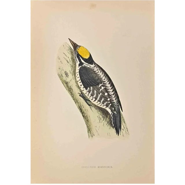 Three-Toed Woodpecker is a modern artwork realized in 1870 by the British artist Alexander Francis Lydon (1836-1917) ....