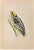 Three-Toed Woodpecker is a modern artwork realized in 1870 by the British artist Alexander Francis Lydon (1836-1917) ....