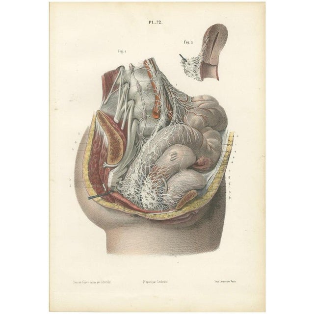 Gold Hirschfeld and Leveille, Nerves of the Male Pelvic Viscera, 1866, Paper For Sale - Image 8 of 8