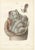 Gold Hirschfeld and Leveille, Nerves of the Male Pelvic Viscera, 1866, Paper For Sale - Image 8 of 8