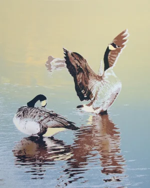 "Morning Stretch" 1979 Signed Ltd Ed Realistic Serigraph of Canada Geese by Greg McBride