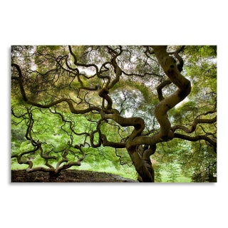 "Japanese Maple Trees," Photograph by Greg Pease For Sale