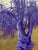 Anastasia Gklava, Grandiose, Realist Purple & Lavender Olive Tree, 2022, Oil & Gold Leaf Canvas For Sale - Image 6 of 18