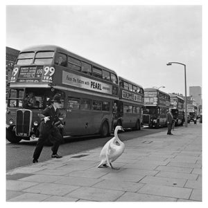 Cops and Swans' Unframed Archival Pigment Print