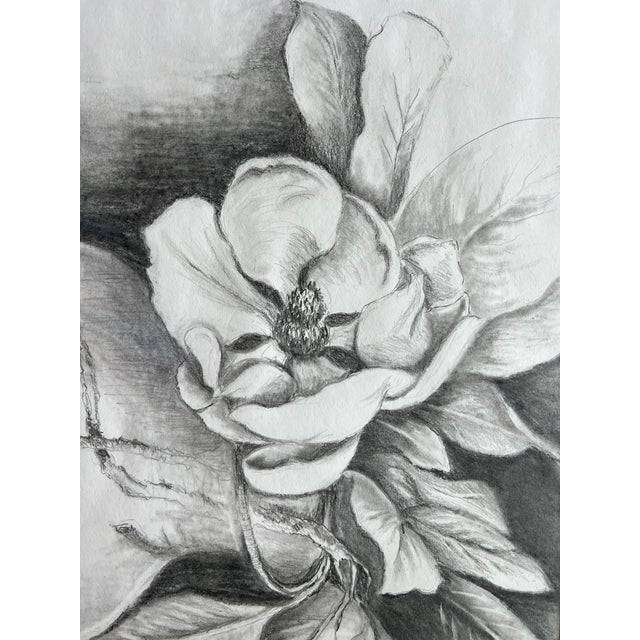 Pencil Drawing of a Magnolia Flower For Sale In Raleigh - Image 6 of 6