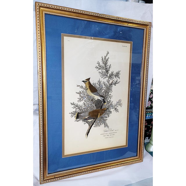 John J Audubon, master of aviary taxonomy, print of a Cedar Waxwing, specifically Plate 43 from his Birds of America. Well...